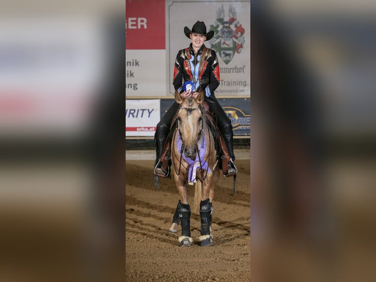 American Quarter Horse Stute 5 Jahre 150 cm Palomino in Gro&#xDF; Enzersdorf