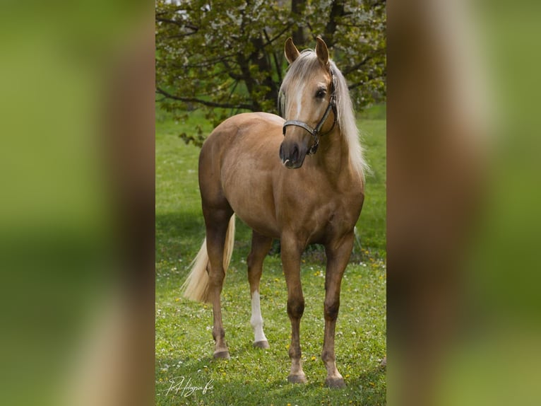 American Quarter Horse Stute 5 Jahre 150 cm in Gro&#xDF; Enzersdorf