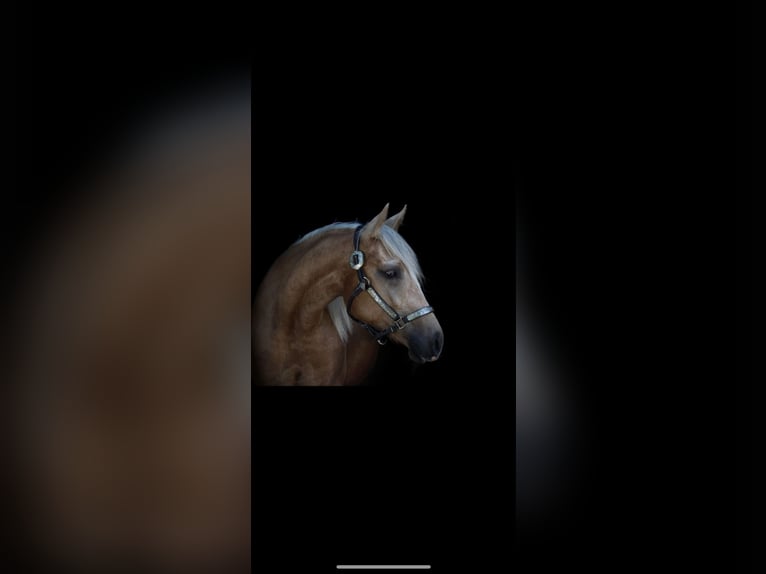 American Quarter Horse Stute 5 Jahre 150 cm in Gro&#xDF; Enzersdorf