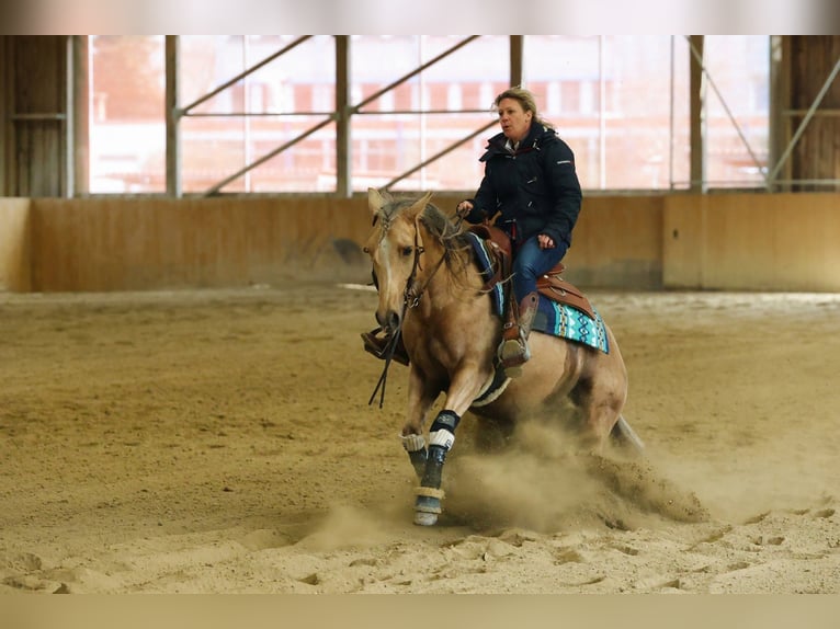 American Quarter Horse Stute 5 Jahre 150 cm in Gro&#xDF; Enzersdorf