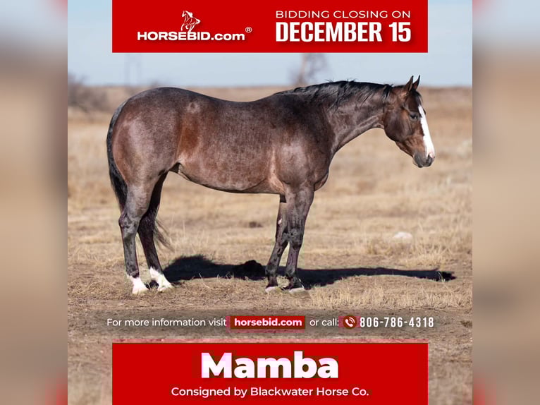 American Quarter Horse Stute 5 Jahre 150 cm Roan-Bay in Canyon