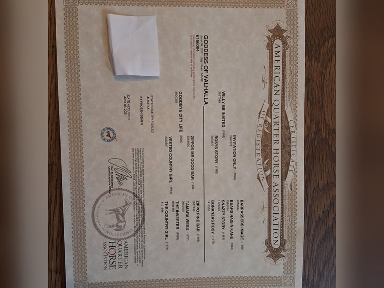 American Quarter Horse Stute 5 Jahre 150 cm Roan-Bay in Tulln