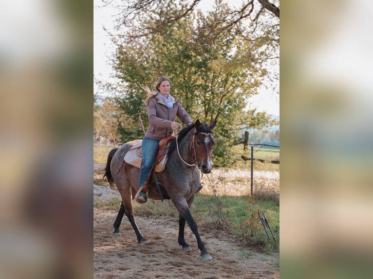 American Quarter Horse Stute 5 Jahre 150 cm Roan-Bay in Tulln