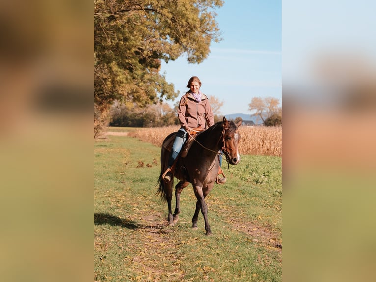 American Quarter Horse Stute 5 Jahre 150 cm Roan-Bay in Tulln