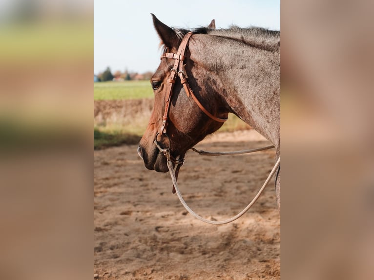 American Quarter Horse Stute 5 Jahre 150 cm Roan-Bay in Tulln
