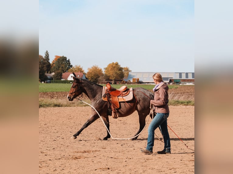 American Quarter Horse Stute 5 Jahre 150 cm Roan-Bay in Tulln