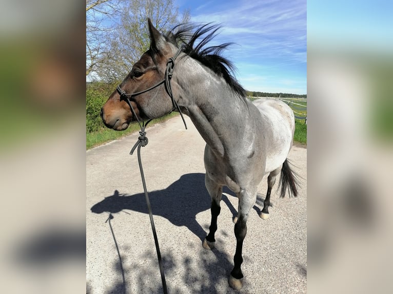 American Quarter Horse Stute 5 Jahre 150 cm Roan-Bay in Ansbach