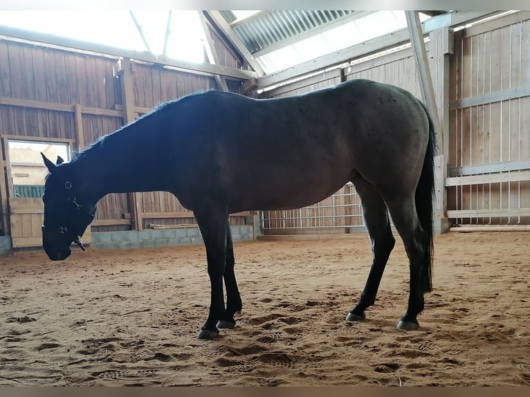 American Quarter Horse Stute 5 Jahre 150 cm Roan-Bay in Ansbach