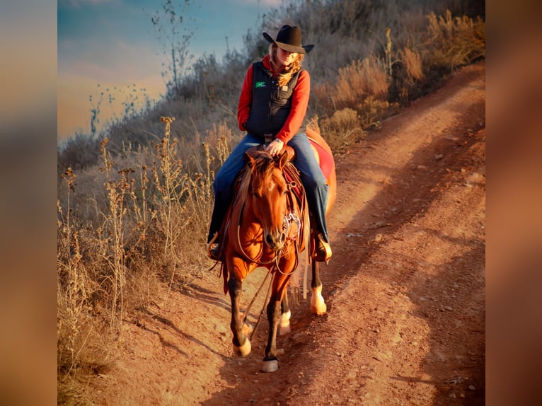 American Quarter Horse Stute 5 Jahre 150 cm Rotbrauner in Amarillo