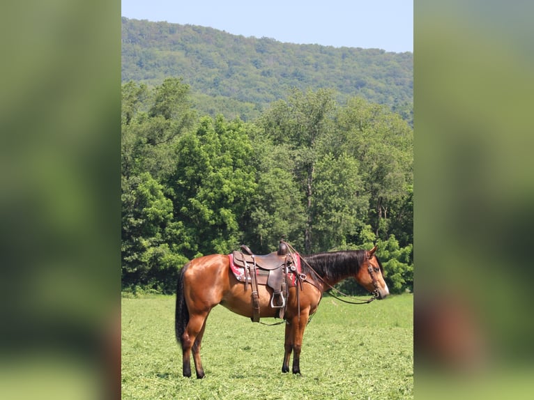American Quarter Horse Stute 5 Jahre 150 cm Rotbrauner in Rebersburg, PA