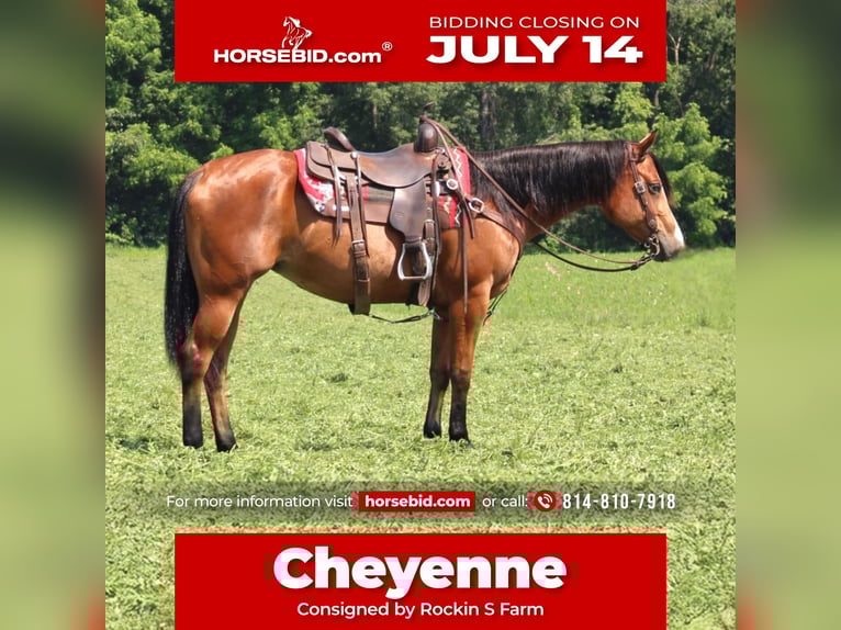 American Quarter Horse Stute 5 Jahre 150 cm Rotbrauner in Rebersburg, PA