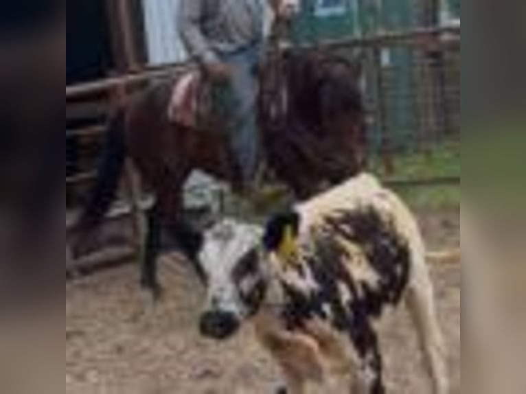 American Quarter Horse Stute 5 Jahre 150 cm Rotbrauner in Terrell Tx