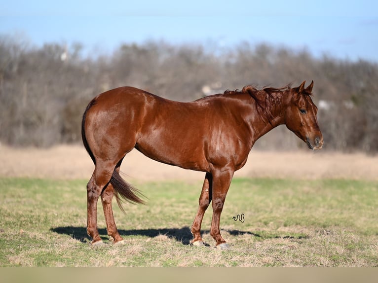 American Quarter Horse Stute 5 Jahre 150 cm Rotfuchs in Waco, TX