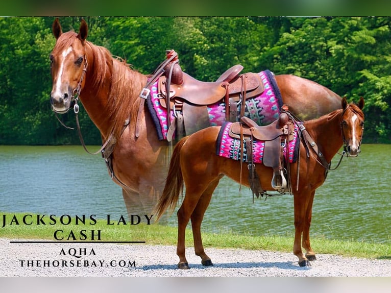 American Quarter Horse Stute 5 Jahre 150 cm Rotfuchs in Tompkinsville, KY