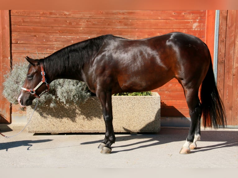 American Quarter Horse Stute 5 Jahre 150 cm Schwarzbrauner in terre d’adige