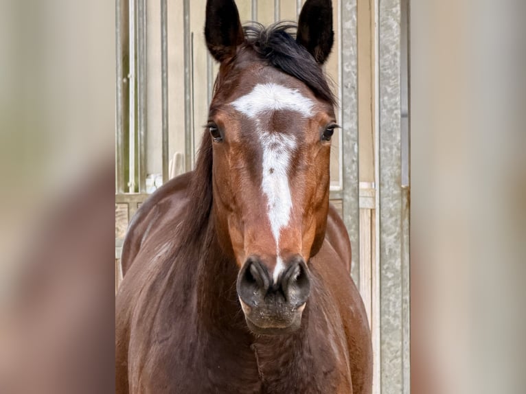 American Quarter Horse Stute 5 Jahre 151 cm Brauner in Schwalmtal