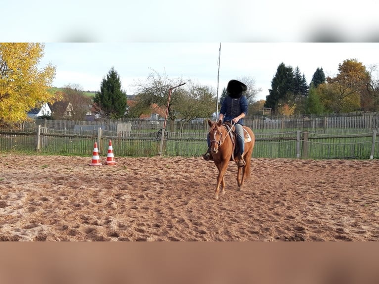 American Quarter Horse Mix Stute 5 Jahre 151 cm Fuchs in Eisenach