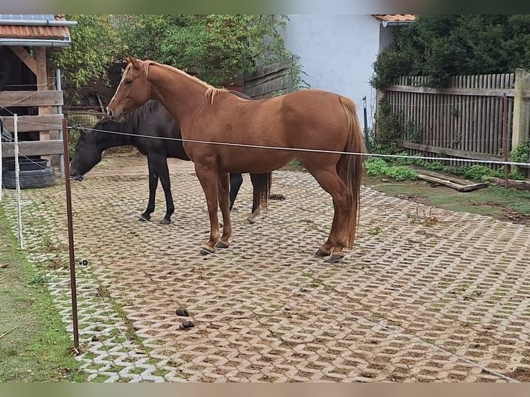 American Quarter Horse Mix Stute 5 Jahre 151 cm Fuchs in Eisenach