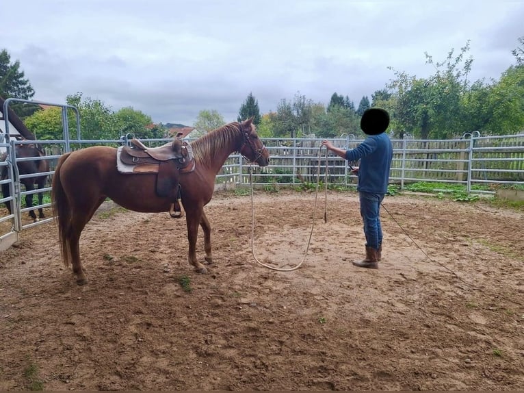 American Quarter Horse Mix Stute 5 Jahre 151 cm Fuchs in Eisenach