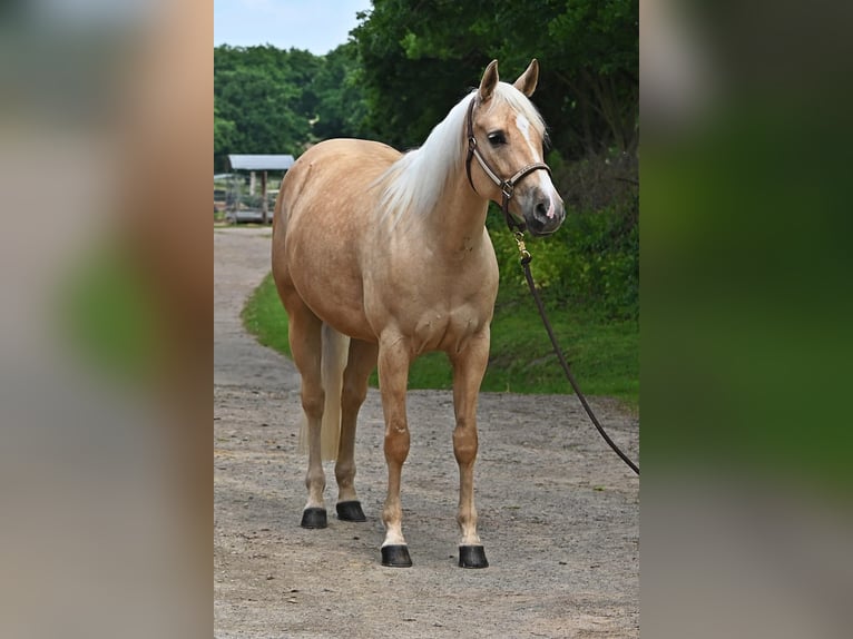 American Quarter Horse Stute 5 Jahre 151 cm Palomino in Dinslaken