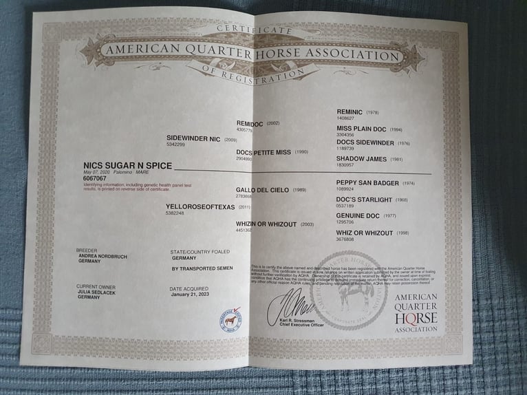 American Quarter Horse Stute 5 Jahre 151 cm Palomino in Dinslaken