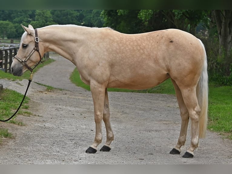 American Quarter Horse Stute 5 Jahre 151 cm Palomino in Dinslaken