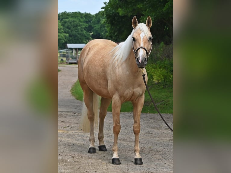 American Quarter Horse Stute 5 Jahre 151 cm Palomino in Dinslaken