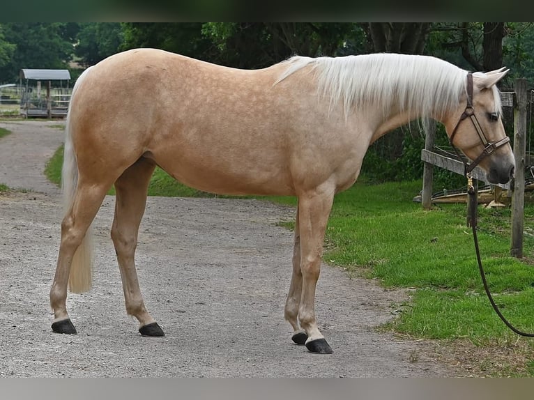 American Quarter Horse Stute 5 Jahre 151 cm Palomino in Dinslaken