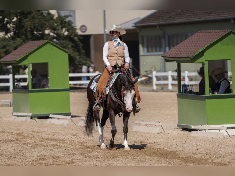 American Quarter Horse Stute 5 Jahre 151 cm Rappe in K&#xFC;rten