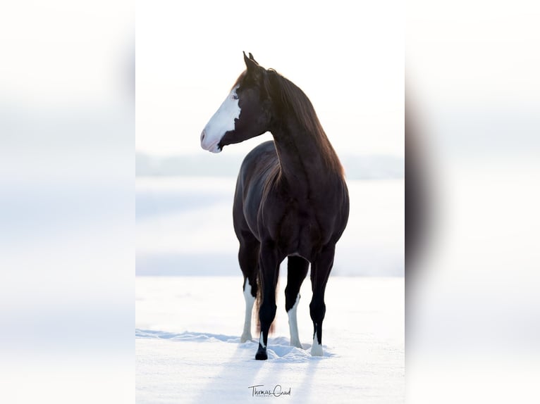 American Quarter Horse Stute 5 Jahre 151 cm Rappe in K&#xFC;rten