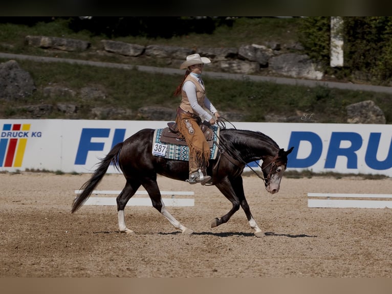 American Quarter Horse Stute 5 Jahre 151 cm Rappe in K&#xFC;rten