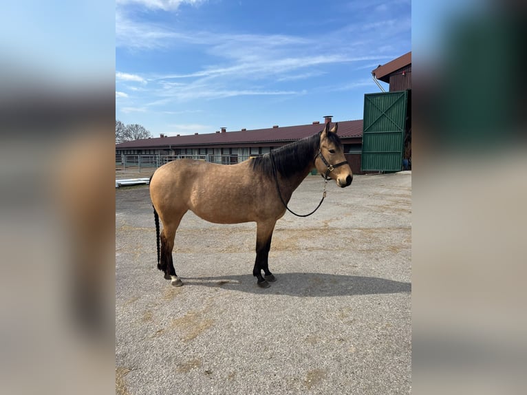 American Quarter Horse Stute 5 Jahre 152 cm Buckskin in Sonnenbühl