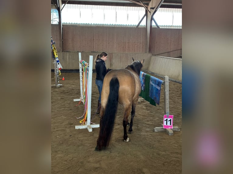 American Quarter Horse Stute 5 Jahre 152 cm Buckskin in Sonnenbühl