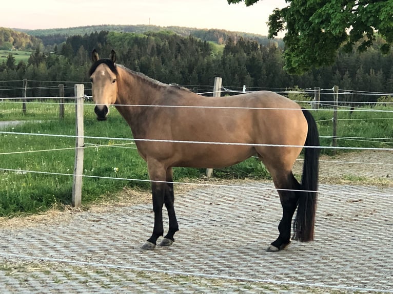 American Quarter Horse Stute 5 Jahre 152 cm Buckskin in Sonnenbühl