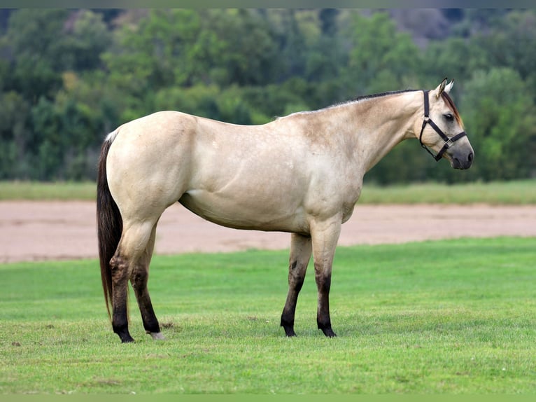 American Quarter Horse Stute 5 Jahre 152 cm Buckskin in Cannon Falls