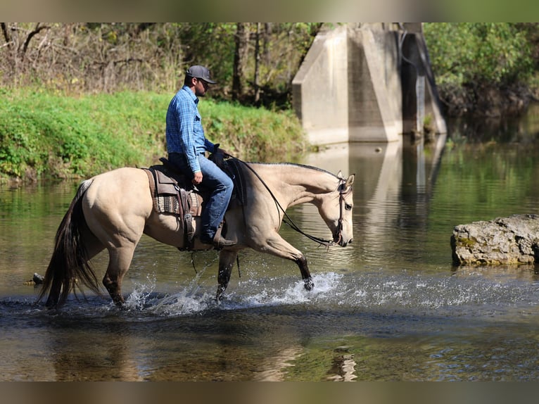 American Quarter Horse Stute 5 Jahre 152 cm Buckskin in Cannon Falls