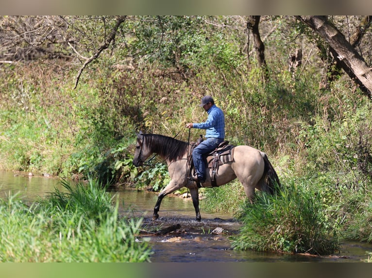 American Quarter Horse Stute 5 Jahre 152 cm Buckskin in Cannon Falls