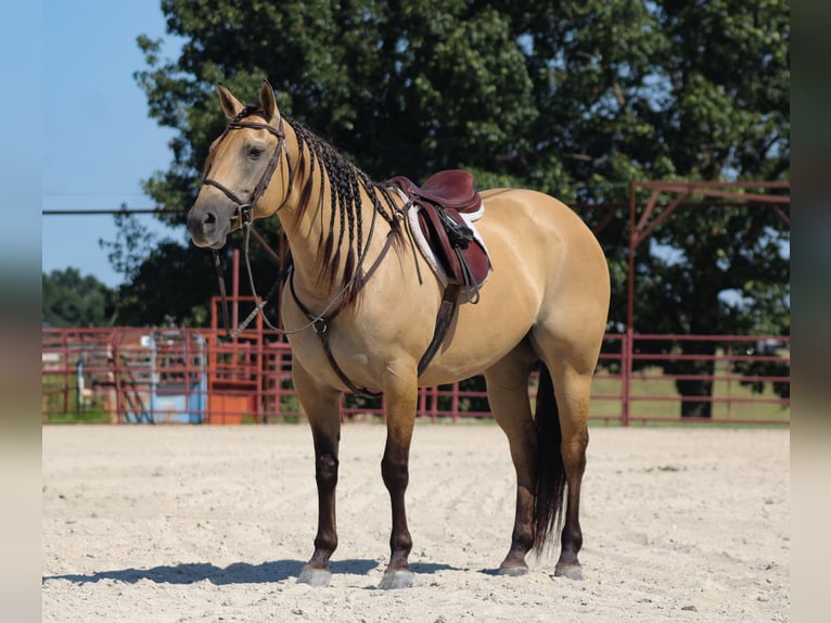 American Quarter Horse Stute 5 Jahre 152 cm Buckskin in Baxter Springs