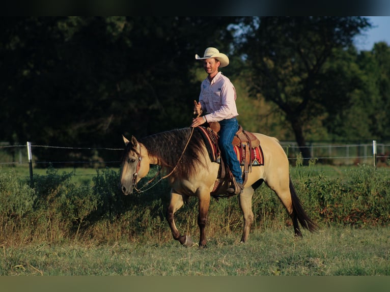 American Quarter Horse Stute 5 Jahre 152 cm Buckskin in Baxter Springs