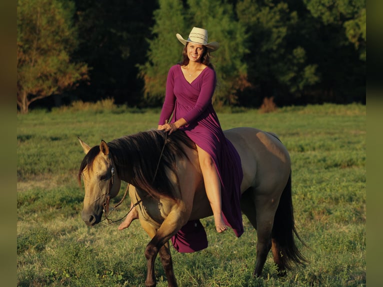 American Quarter Horse Stute 5 Jahre 152 cm Buckskin in Baxter Springs