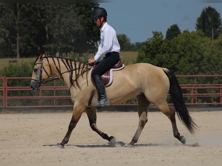 American Quarter Horse Stute 5 Jahre 152 cm Buckskin in Baxter Springs