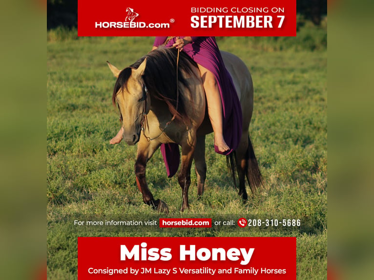 American Quarter Horse Stute 5 Jahre 152 cm Buckskin in Baxter Springs