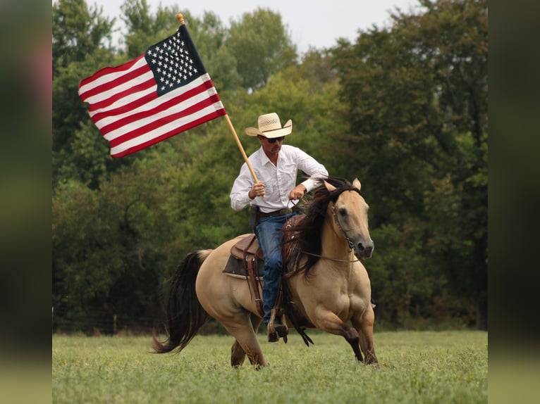 American Quarter Horse Stute 5 Jahre 152 cm Buckskin in Baxter Springs