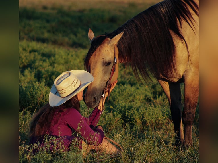 American Quarter Horse Stute 5 Jahre 152 cm Buckskin in Baxter Springs