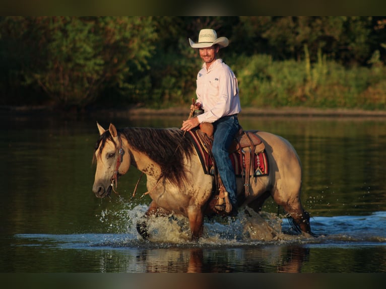 American Quarter Horse Stute 5 Jahre 152 cm Buckskin in Baxter Springs