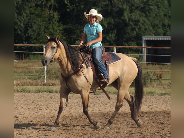 American Quarter Horse Stute 5 Jahre 152 cm Buckskin in Baxter Springs