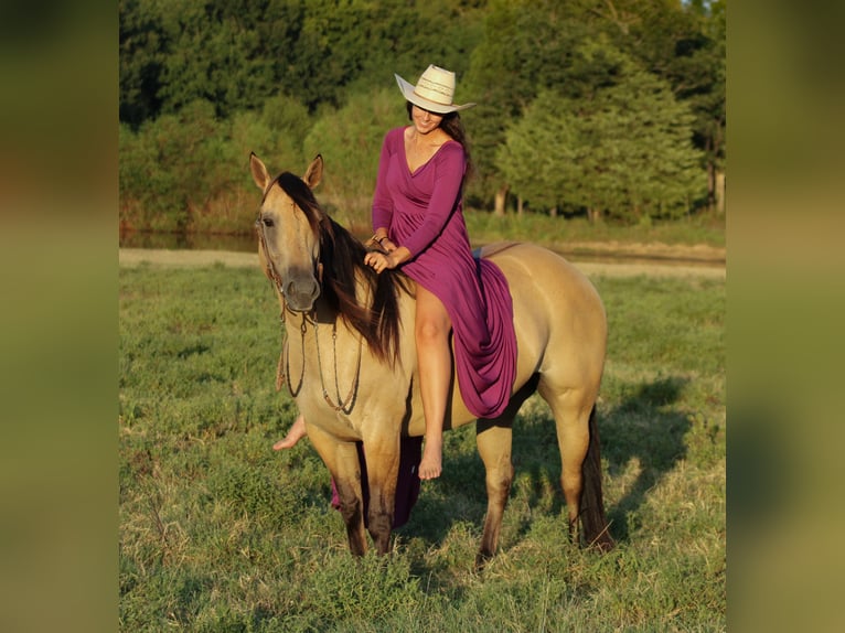American Quarter Horse Stute 5 Jahre 152 cm Buckskin in Baxter Springs