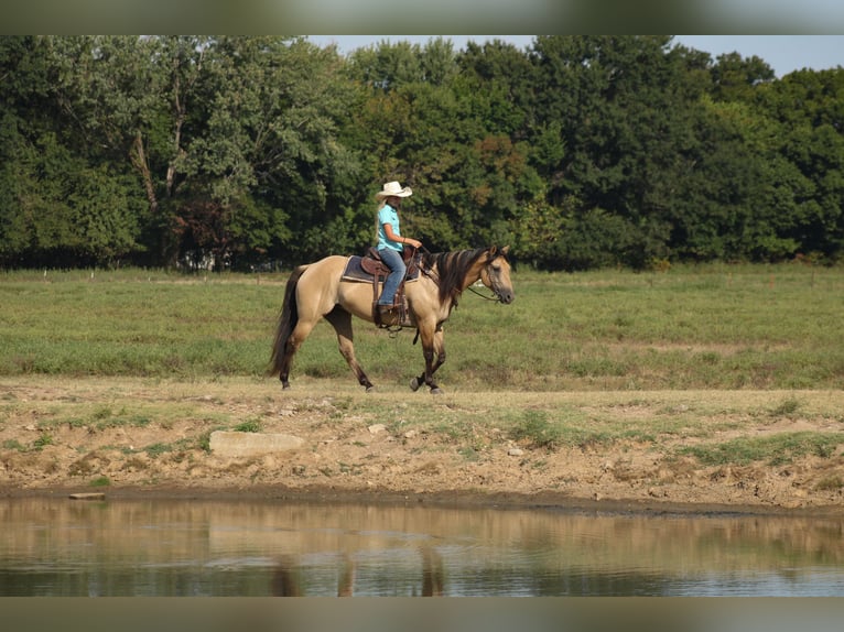 American Quarter Horse Stute 5 Jahre 152 cm Buckskin in Baxter Springs