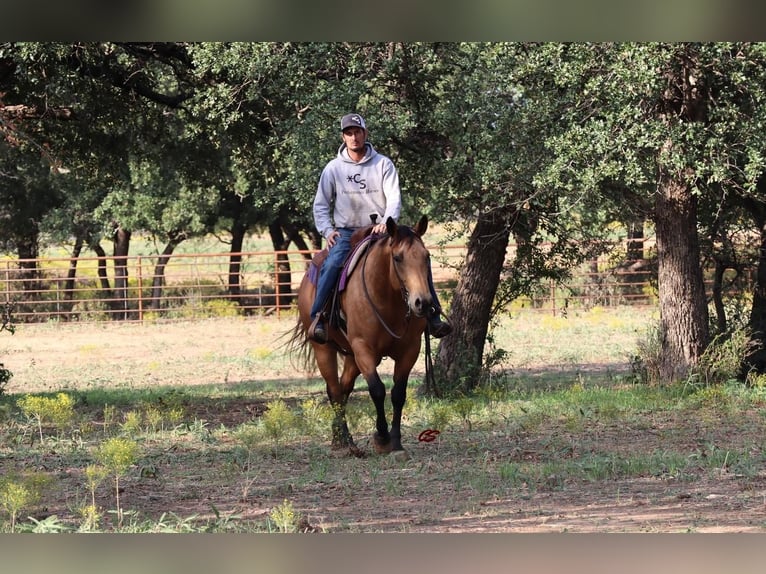 American Quarter Horse Stute 5 Jahre 152 cm Buckskin in Graham, TX