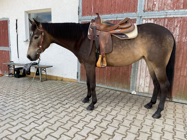 American Quarter Horse Stute 5 Jahre 152 cm Buckskin in Haldenwang